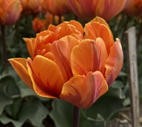 Tulipan Orange Princess 5 løg